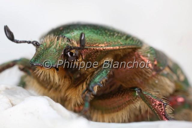 cetonia aurata 2.JPG - Cétoine doréeCetonia aurataColeoptera, Scarabaeidae, CetoniinaeIndre, France